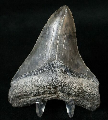 Beautifully Serrated Megalodon Tooth - Georgia #16016